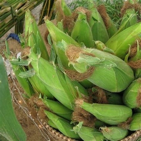 Buy Bắp Nếp Nù Dẽo 25 Seeds Waxy Corn Vietnamese Bap NEP Nu Asian Sweet ...