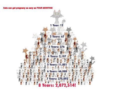Feline Reproduction – Hill County Paw Pals