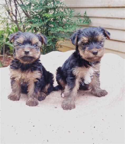 Mini yorkie puppies | Junk Mail