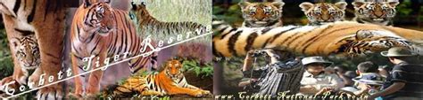 Tiger Tracing Tour - Tiger Tracking Tour | Corbett National Park Tiger ...
