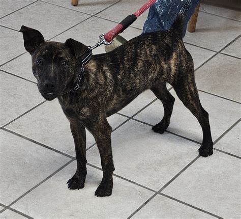 First State Animal Center and SPCA