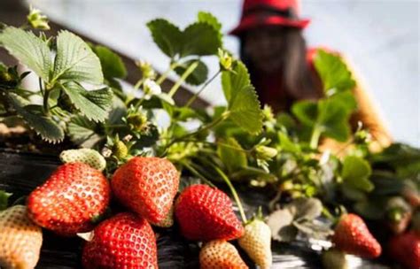 四季草莓一年结几次果 四季草莓的种植方法 - 鲜淘网