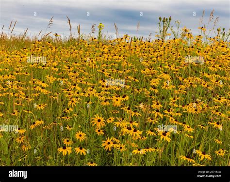 Brown eyed susans hi-res stock photography and images - Alamy