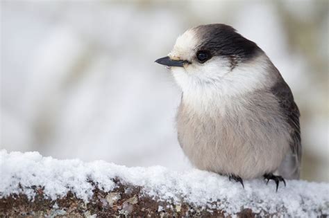 A Proposal for a Canadian National Bird Ruffles Feathers - The New York ...