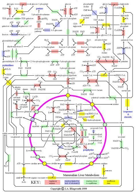 Biochemistry Process Map 的图像结果