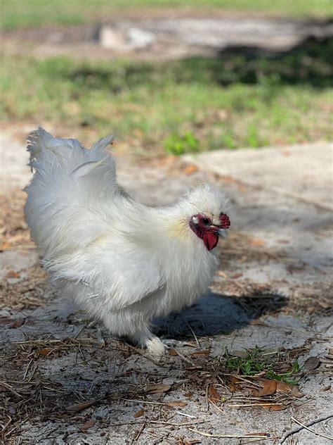 What kind of chicken is this? : r/chickens