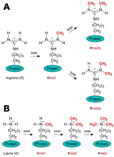 Mechanistic Insights into SAM-Dependent Methyltransferases: A Review of ...