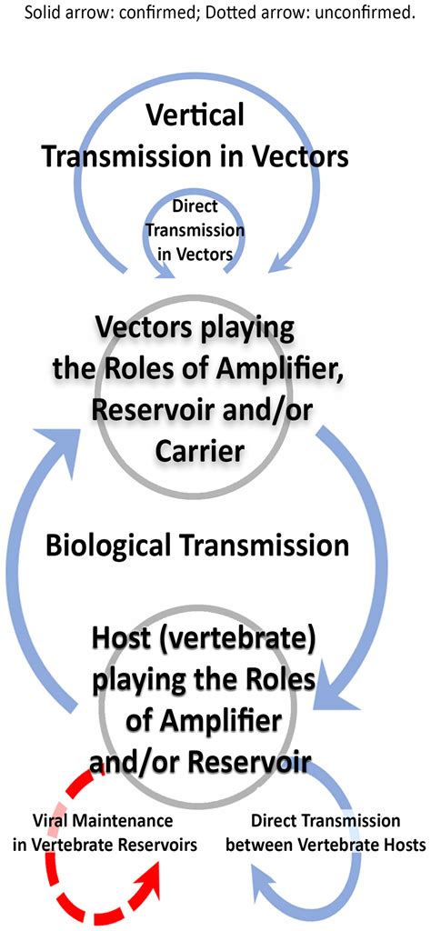 Vertebrate Reservoirs of Arboviruses: Myth, Synonym of Amplifier, or ...