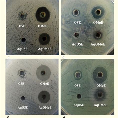 Image result for Agar Plug Diffusion Method