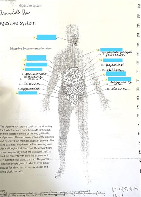 Image result for Digestive System Sample Questions