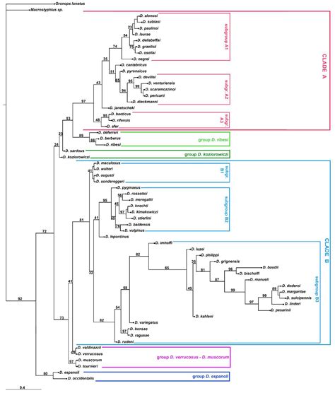 Phylogeny of the Genus Dichotrachelus (Coleoptera: Curculionidae ...