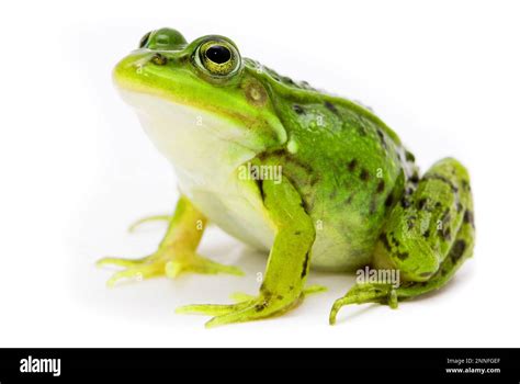 Image result for Small Tree Frog