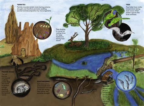 Image result for Microhabitat Examples