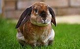 Image result for Killer Bunny Rabbit Plush