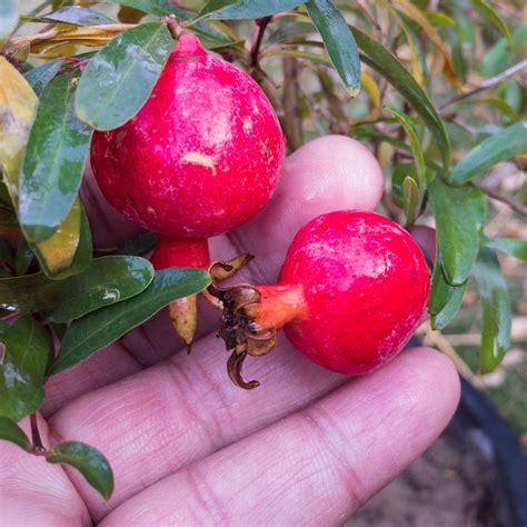 Pomegranate Seeds - Dwarf | Vegetable Seeds Eden Brothers