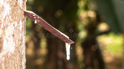 Image result for Rubber Tree Tapping