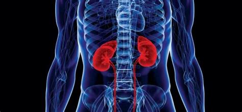 Kidney Damage Symptoms: 7 Warning Signs to Watch For