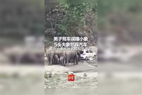 男子驾车误撞小象，5头大象怒踩汽车，直到小象从地上爬起才停止