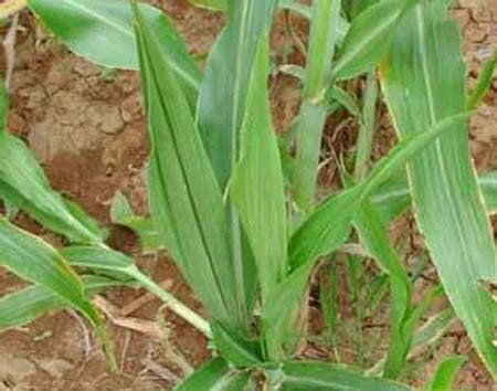 Agriculture::Millets::Sorghum-Boron