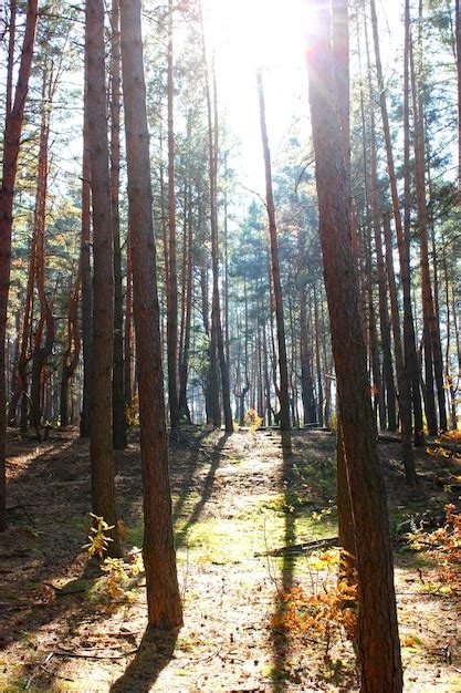 Pine forest | Premium Photo