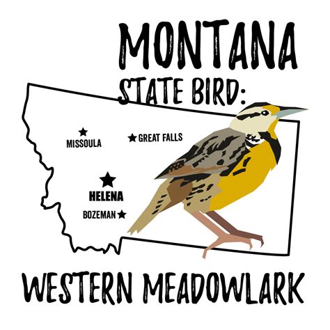 Montana State Bird – My Store