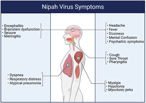 Nipah Virus Mystery: Insight into Transmission and Mechanism of Disease Progression - Journal of ...