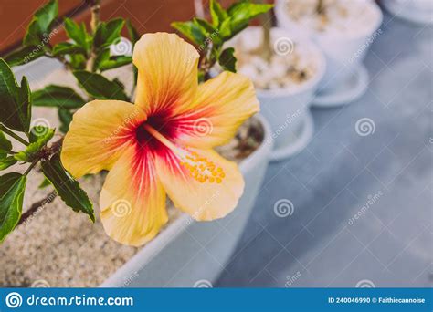 Close-up of Cuban Hibiscus Plant with Yellow Flower Outdoor in Sunny ...