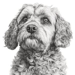 Image result for Cockapoo Dog Drawings