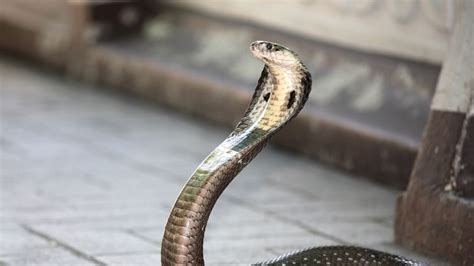 Snake Fact : जगातील सर्वात हुशार साप माहितीय? सगळ्या प्रकारांमध्ये तो ...