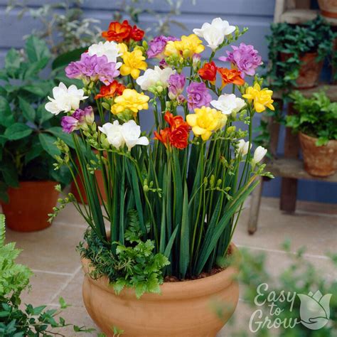 Fragrant & Colorful Freesia Bulbs for Sale Online | Doubles Mix - Easy ...