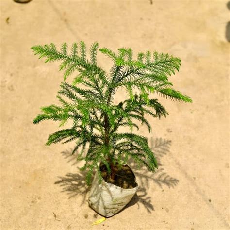 Mphmi Pune Plants Live Season Indoor Araucaria/Christmas Tree in 5 Inch ...