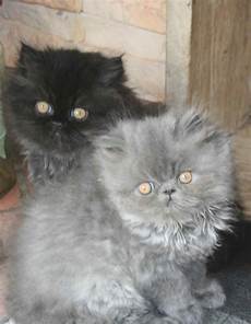 gatti persiani cuccioli disponibili cuccioli di persiano neri e gattini gatti persiani cuccioli disponibili cuccioli di persiano neri e gattini