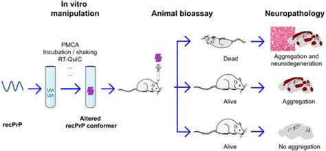 Viruses | Special Issue : Prions and Prion-Like Phenomena: Appearance ...