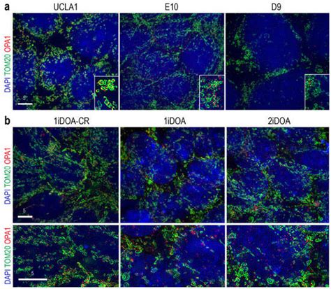 Cells | January-2 2025 - Browse Articles