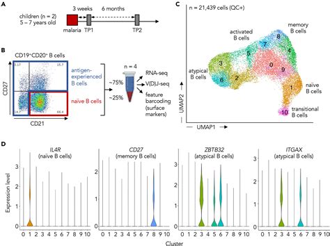 Atypical B cells consist of subsets with distinct functional profiles: iScience