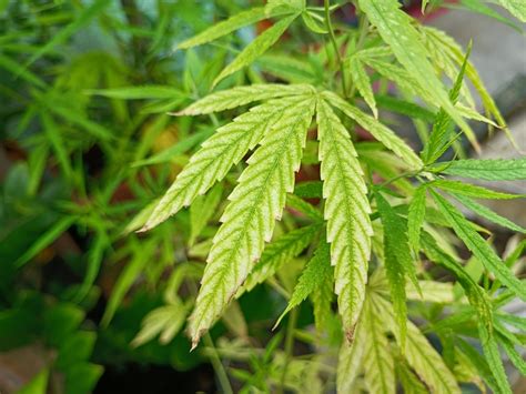 Overfertilization and cannabis- Philosopher Seeds