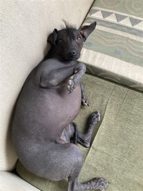 The Peruvian Inca Orchid, hairless dog breed only found in Peru ...