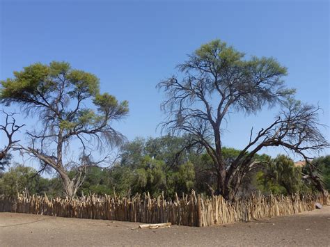 Free Images : beach, landscape, tree, travel, flora, savanna, trees, ecosystem, namibia, natural ...