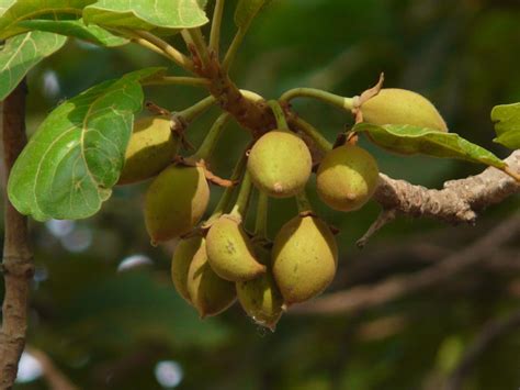 Best trees to grow near Delhi NCR – Grow Billion Trees