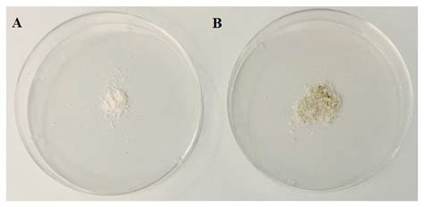Oncolytic Newcastle Disease Virus Co-Delivered with Modified PLGA ...