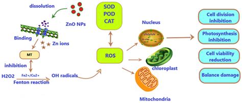 Single and Combined Toxicity Effects of Zinc Oxide Nanoparticles: Uptake and Accumulation in ...