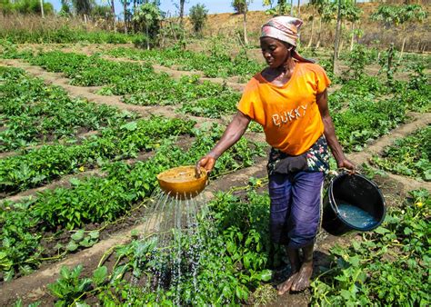 ACDI/VOCA Awarded One-Year Extension in Developing Ghana’s Agricultural Value Chain - ACDI/VOCA