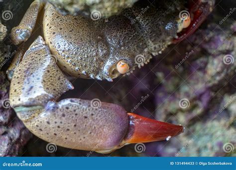 Big crab with red claw stock image. Image of gulf, food - 131494433