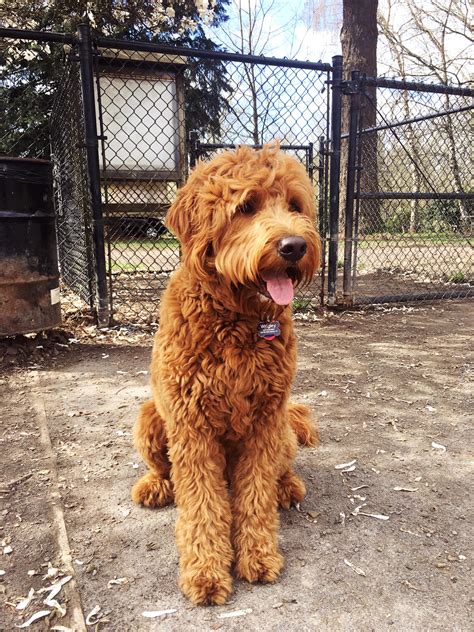 Daisey's Doodles Seattle: F1 Medium Goldendoodles with Lucy