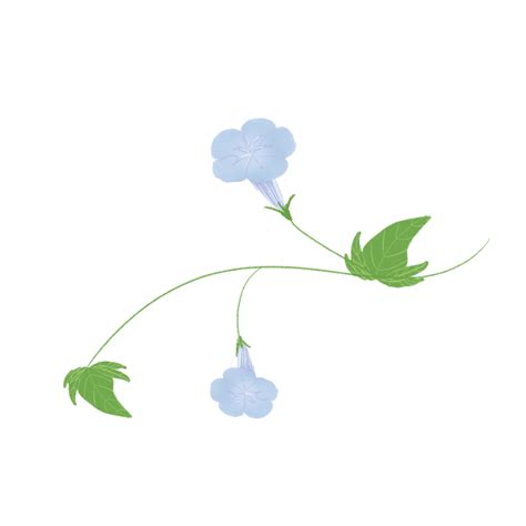 Morning Glory Clipart Vector, Original Hand Drawn Cartoon Morning Glory ...