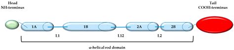 Nestin-Expressing Cells in the Lung: The Bad and the Good Parts