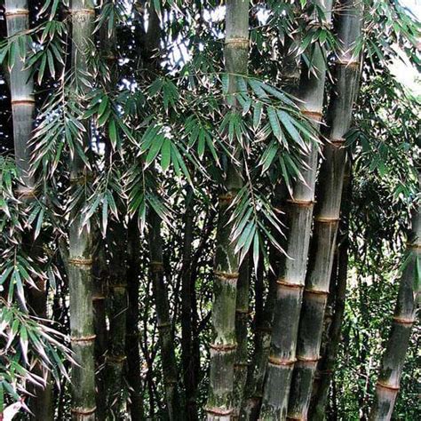Buy Dendrocalamus Strictus, Solid Bamboo - 0.5 kg Seeds online from ...