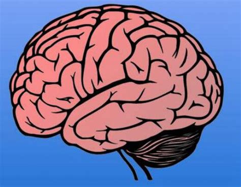 左脑和右脑的区别有哪些?哪边大脑发达的人更聪明_探秘志