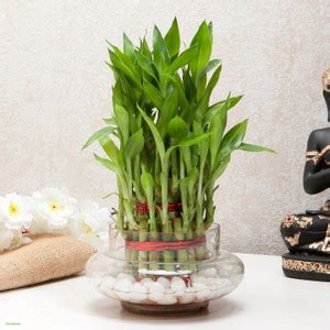 WG Wood Gibbs Two Layer Bamboo Plant Price in India - Buy WG Wood Gibbs ...