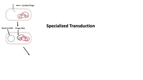 Animation DNA Replication Steps 的图像结果